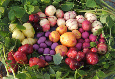 fondation-cassous-légumes-conservatoire