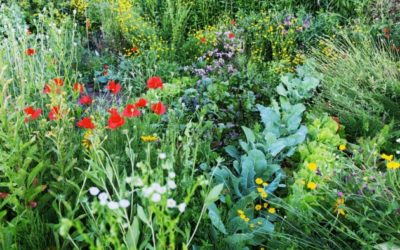 Terre d’Adèles cultive son jardin